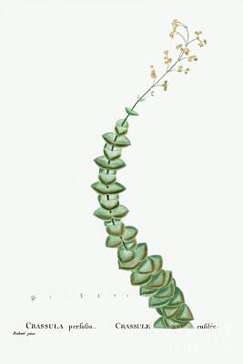 Animal Surreal Royalty Free Images - Crassula Perforata String of Buttons from Histoire des Plantes Grasses 1799 by Pierre-Joseph Red Royalty-Free Image by Shop Ability