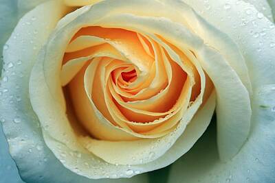 Floral Rights Managed Images - Cream Tea Rose Royalty-Free Image by Macro Floral Gallery