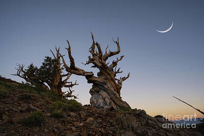 Rowing Royalty Free Images - Crescent moon over an Ancient Bristlecone Pine Forest Royalty-Free Image by Michael Ver Sprill