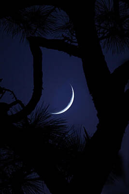Mark Andrew Thomas Photos - Crescent Moon Through a Tree by Mark Andrew Thomas