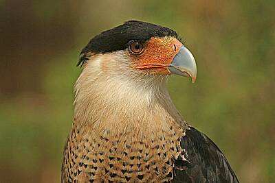 Lori A Cash Royalty-Free and Rights-Managed Images - Crested Caracara Portrait by Lori A Cash
