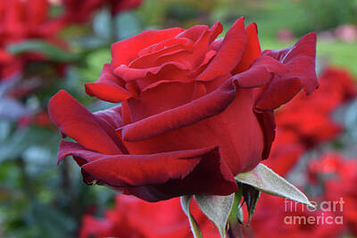 Southwest Landscape Paintings - Crimson Bouquet Red Rose 02 by Emerald Studio Photography