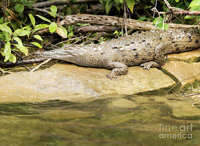 Reptiles Royalty Free Images - Crocodile In Sumidero Canyon Mexico Royalty-Free Image by THP Creative