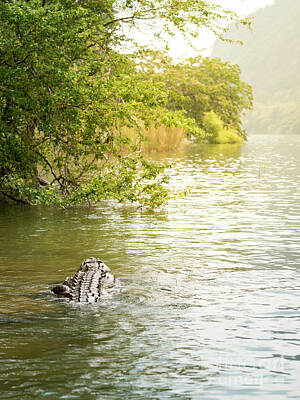 Reptiles Royalty Free Images - Crocodile In Sumidero Canyon Royalty-Free Image by THP Creative