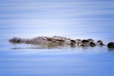 Travel Pics Rights Managed Images - Crocodile Swim Royalty-Free Image by Mark Andrew Thomas