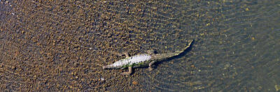 Reptiles Royalty Free Images - Crocodile Under Water Seen from Above Royalty-Free Image by Srinivasan Venkatarajan