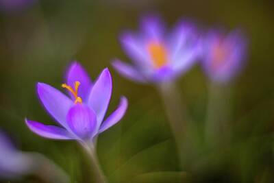Impressionism Photo Royalty Free Images - Crocus Blooms Closeup Royalty-Free Image by Mike Reid