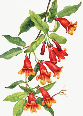 Abstract Flowers Drawings - Crossvine by Mary Vaux Walcott
