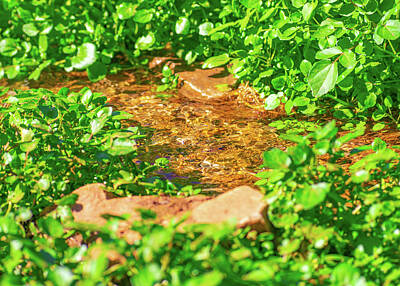 Frog Photography - Crystal Clear Water Outdoor Stream  by Lucia Vega