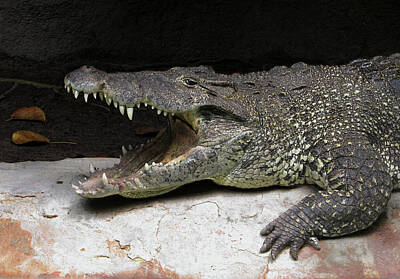 Reptiles Rights Managed Images - Cube Croc Royalty-Free Image by Sean Dorazio