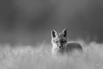 Everet Regal Royalty-Free and Rights-Managed Images - Curiosity of the Fox by Everet Regal