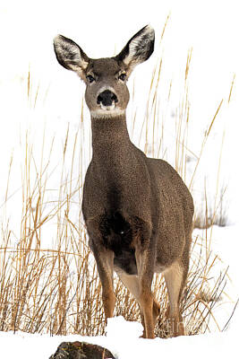 Winter Wonderland - Curious Mule Deer by Michael Dawson