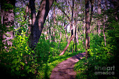 Frank J Casella Rights Managed Images - Curves In The Woods - Frank J Casella Royalty-Free Image by Frank J Casella