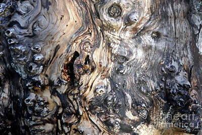 Grateful Dead - Cut willow wood 1 by Paul Boizot