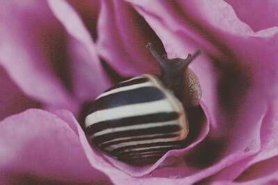 Revolutionary War Art - Cute Snail on a Rose by The Art Of Marilyn Ridoutt-Greene