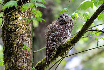 Birds Royalty Free Images - Cutiepie Barred Owl Royalty-Free Image by Wes and Dotty Weber
