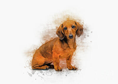 Animals Digital Art Rights Managed Images - Dachshund Love Royalty-Free Image by Ian Mitchell