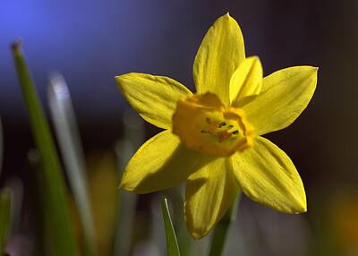 Western Buffalo Royalty Free Images - Daffodil Bloom Royalty-Free Image by Joseph Skompski