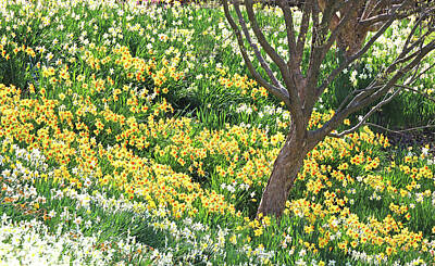 I Sea You - Daffodil Delight 3 by Allen Beatty