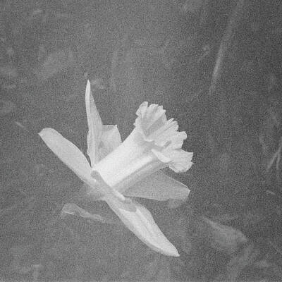 Nighttime Street Photography Rights Managed Images - Daffodil in Black and White Vintage Kodak Film Royalty-Free Image by Mary Lee Dereske