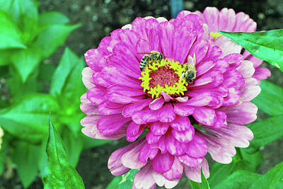 Royalty-Free and Rights-Managed Images - Dahlia and honeybees by Jeff Swan