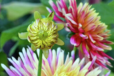 Florals Rights Managed Images - Dahlia Bud Triangle 01 Royalty-Free Image by Emerald Studio Photography