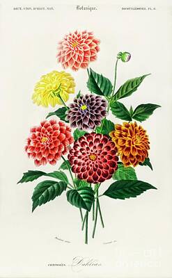 Floral Paintings - Dahlia illustrated by Charles Dessalines D Orbigny  by Shop Ability