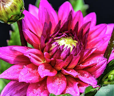 Granger - Dahlia Opening Its Petals by Cindy Treger