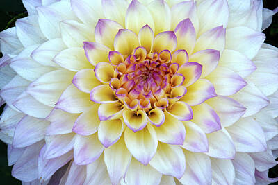 Floral Royalty Free Images - Dahlia Purple Highlights 04 Royalty-Free Image by Emerald Studio Photography
