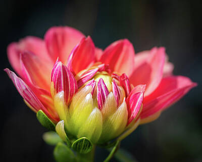 Colorful Abstract Animals - Dahlia Starting To Bloom by Elvira Peretsman