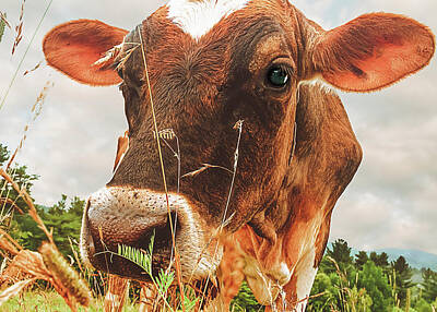 Portraits Photos - Dairy Cow by Bob Orsillo