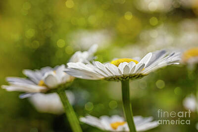 Abstract Flowers Photos - Daisy field by Veikko Suikkanen