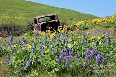 Landmarks Royalty Free Images - Dalles Mountain Ranch Car with Wildflowers Royalty-Free Image by Carol Groenen