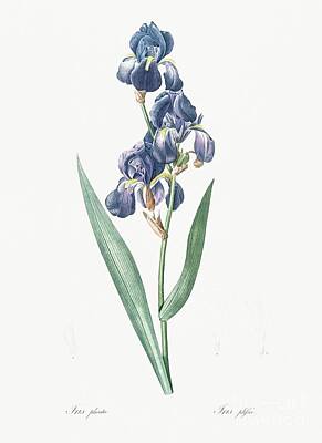 Christmas Cards - Dalmatian iris illustration from Les liliacees 1805 by Pierre-Joseph Redoute 1 by Shop Ability