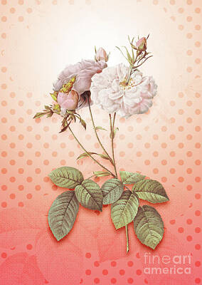 Roses Paintings - Damask Rose Vintage Botanical in Peach Fuzz Polka Dot Pattern n.0817 by Holy Rock Design