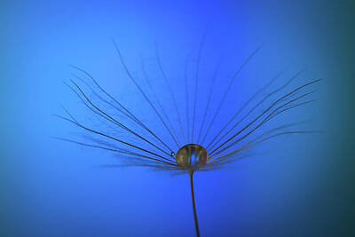 College Town - Dandelion flower on a blue background with a droplet of dew. by Michalakis Ppalis