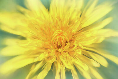 Royalty-Free and Rights-Managed Images - Dandelion Head  by Carol Japp