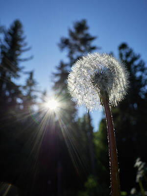 Paint Brush - Dandelion reaching the sky and the sun by Jouko Lehto