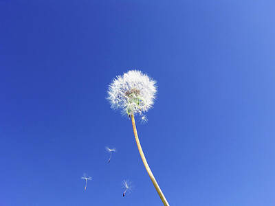 Pop Art - Dandelion Seeds Frying on Blue Sky by IDesign Global
