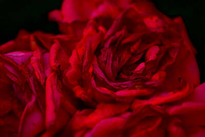 Tea Time - Dark Nature Series - The Rose by Salvatore John Sgroi
