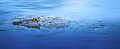 Mark Andrew Thomas Royalty Free Images - Dawn of the Crocodile Royalty-Free Image by Mark Andrew Thomas