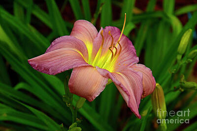 Lilies Photos - Day Lily At Sunrise by Robert Tubesing