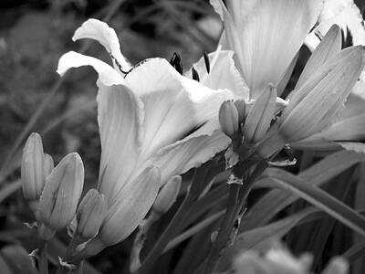 Abstract Trees Mandy Budan - Day Lily with Buds - Profile in Greytone by Only A Fine Day