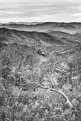 Vintage Pharmacy Royalty Free Images - Dead Tree on Blue Ridge Parkway - Black and White Royalty-Free Image by Bob Decker