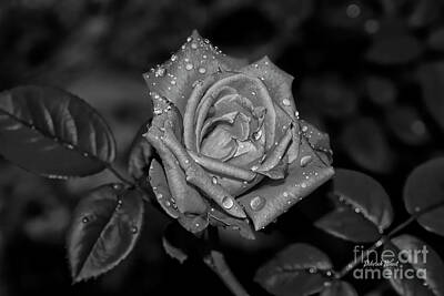 Roses Royalty Free Images - Debs Rose Royalty-Free Image by Deborah Benoit