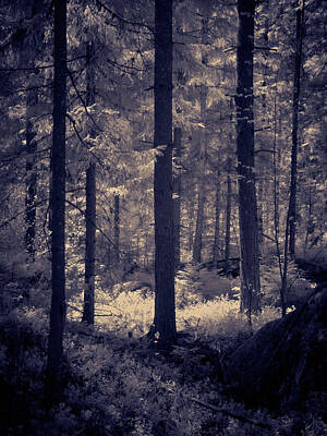 Jouko Lehto Royalty Free Images - Deep blue woods with some glowing light Royalty-Free Image by Jouko Lehto
