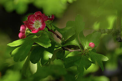 Floral Rights Managed Images - Deep in a Crabapple Tree Royalty-Free Image by Mary Lee Dereske