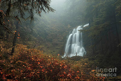 Masako Metz Royalty-Free and Rights-Managed Images - Deep in the forest, Oregon by Masako Metz