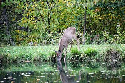 Man Cave Rights Managed Images - Deer Reflections Royalty-Free Image by Christine Ledford