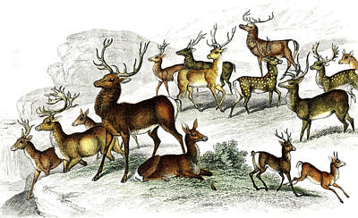Royalty-Free and Rights-Managed Images - Deers  by Oliver Goldsmith